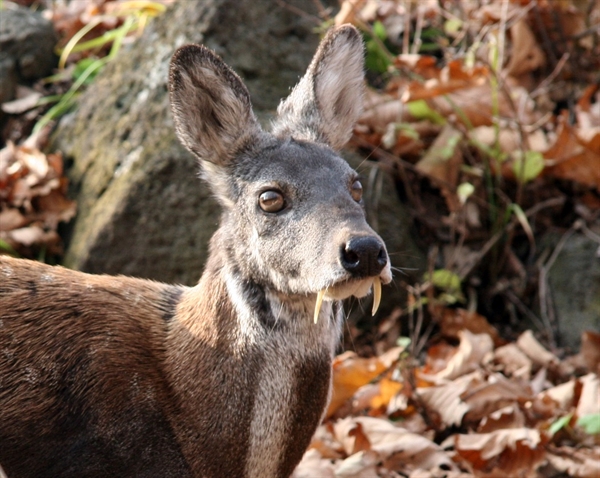 musk-deer-poaching-in-russia-linked-to-logging-roads-newsroom